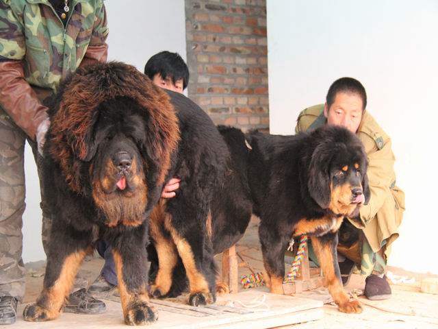 选择纯种藏獒 尽在松原獒苑