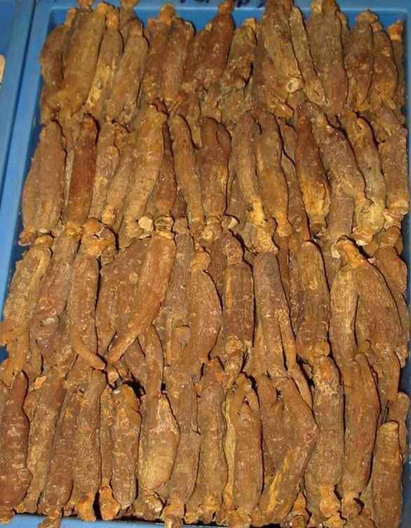 红参_商品展示_安国<em>洪兴</em>中药