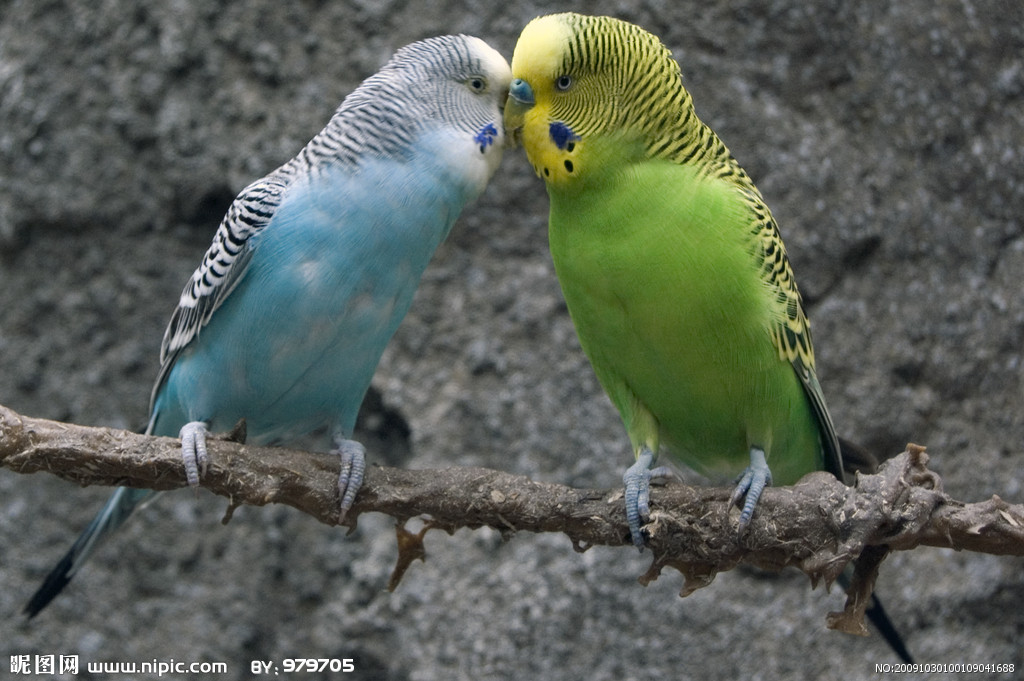 家养虎皮鹦鹉,<em>十姐妹</em>鸟