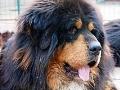 藏獒幼犬低价出售 - 1200元