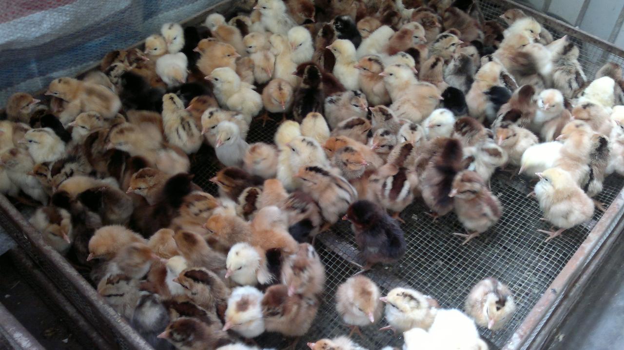 柴鸡苗_柴鸡_铁锅柴鸡