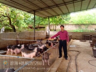 中国名猪 陆川猪种供应广西陆川猪陆川母猪陆川土猪