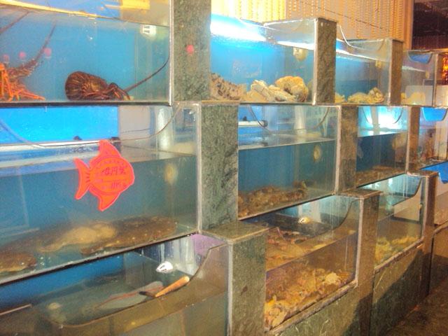 海鲜缸贴图_海鲜自助_海鲜缸