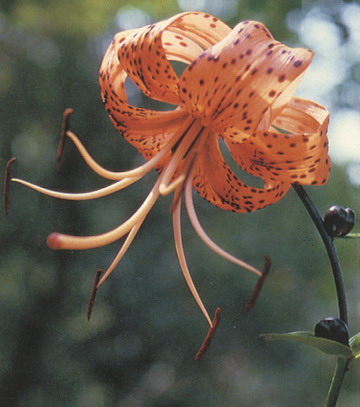 仪征的特产风景还有小吃的作文二百五十字左右