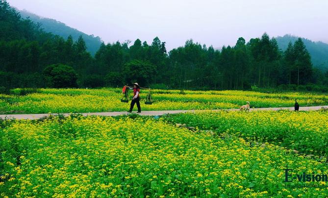 博罗横河镇花园村油菜花田_旅游景点_惠州在