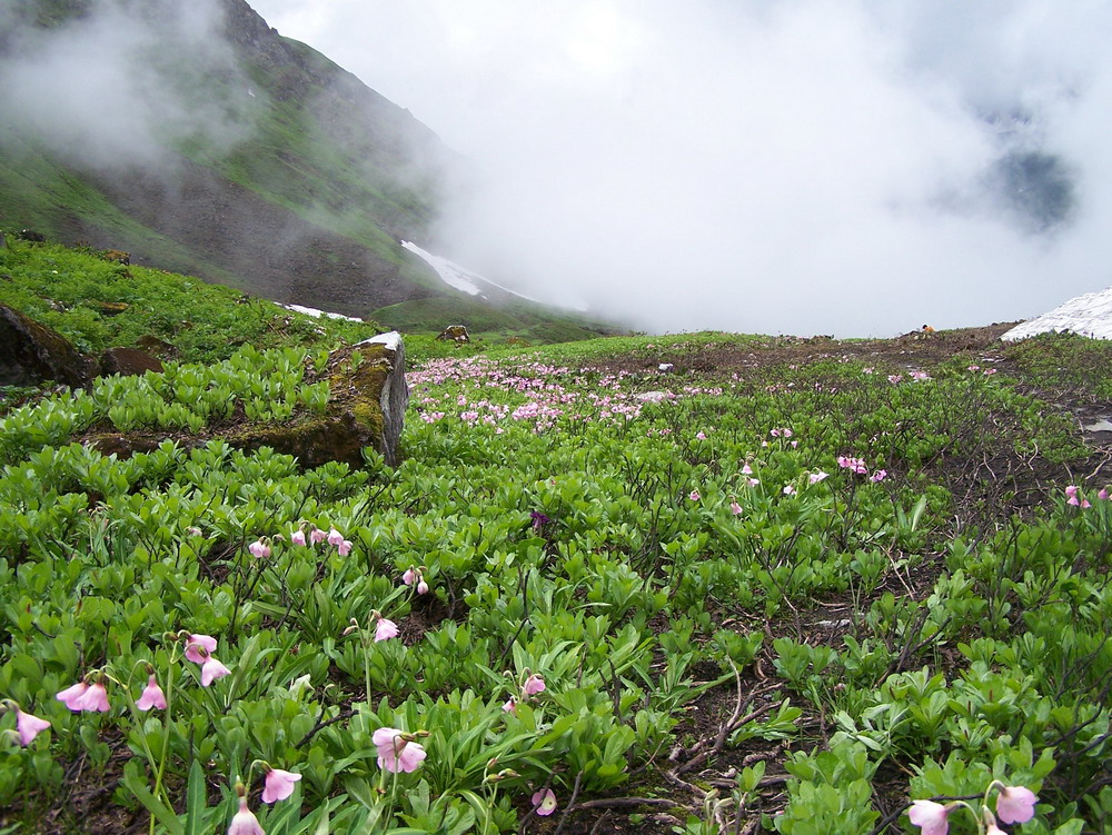 八一镇人口_西藏林芝八一镇介绍,林芝八一简介,八一旅游景点,八一旅游线路(2)