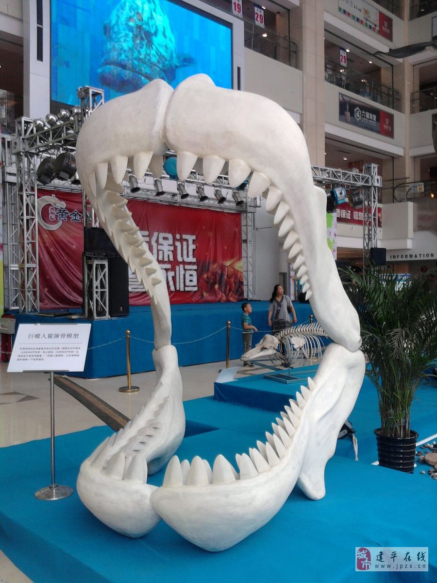 16小6《巨噬人鲨颌骨模型》16