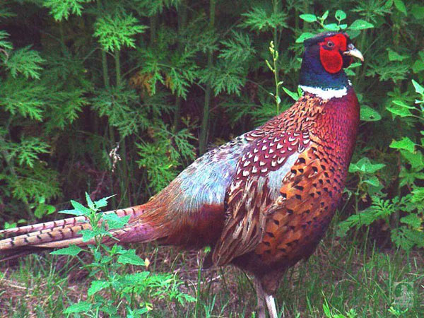 江苏沭阳阳光野山鸡驯养繁殖合作社