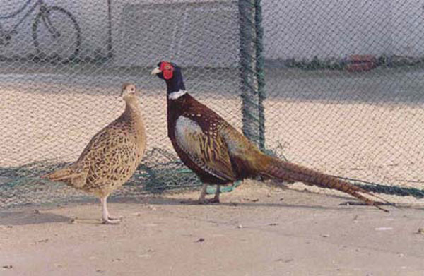 江苏沭阳阳光野山鸡驯养繁殖合作社_沭阳人黄