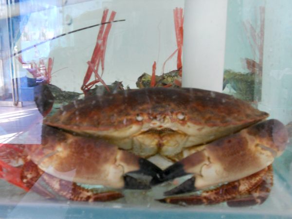 饭店海鲜鱼缸图片_海鲜鱼缸过滤_海鲜鱼缸图片(3)