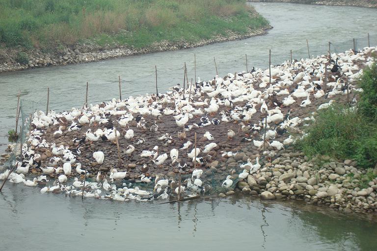 旱鸭子养殖合作社图片_纵览新闻