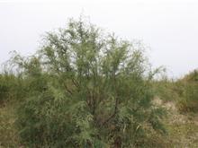 扎鲁特旗柽柳苗木基地