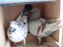 �����Ÿ����뵰����׸�