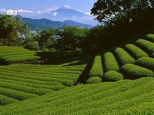 长山公百草 百草茶