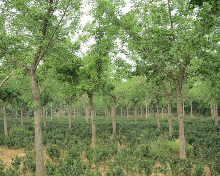 银杏苗木的配套繁殖培育