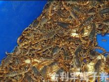 菏泽市金丰利蝎子养殖基地