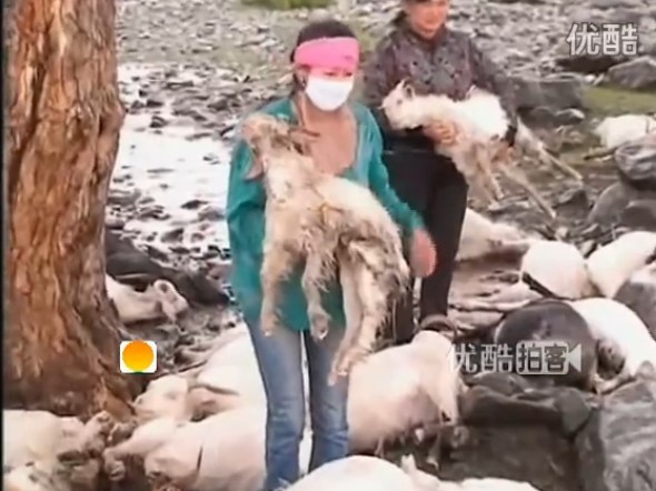 新疆和布克赛尔173只羊被雷电击中致死